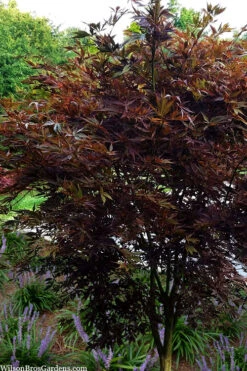 Midnight Japanese Maple - 3 Gallon Pot (5-6') -Wilson Bros Garden acer palmatum midnight japanese maple 4