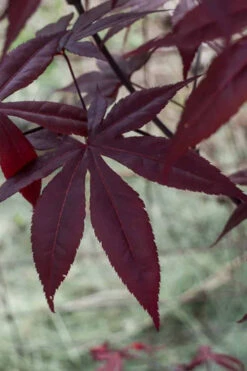 Midnight Japanese Maple - 3 Gallon Pot (5-6')