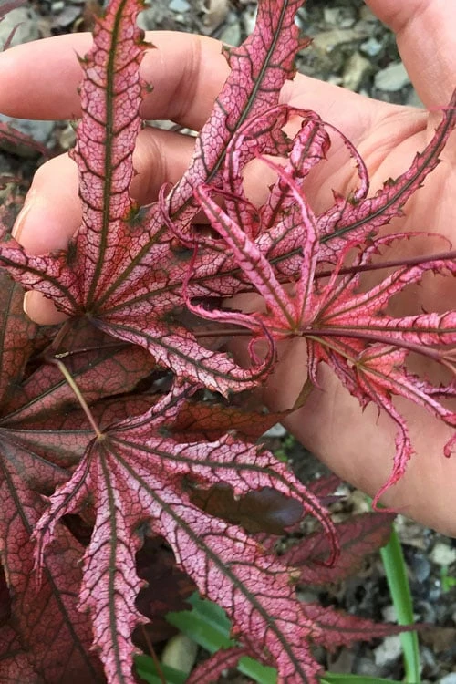 Crescent Moon Japanese Maple (Acer Palmatum 'Mikazuki') - 3 Gallon Pot (5-6') 3 Crescent Moon Japanese Maple (Acer Palmatum 'Mikazuki') - 3 Gallon Pot (5-6')