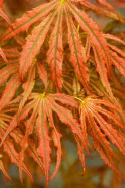 Crescent Moon Japanese Maple (Acer Palmatum 'Mikazuki')- 3 Gallon Pot (2-3') -Wilson Bros Garden acer palmatum mikazuki japanese maple 4 1