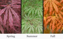 Crescent Moon Japanese Maple (Acer Palmatum 'Mikazuki')- 3 Gallon Pot (2-3') -Wilson Bros Garden acer palmatum mikazuki japanese maple 5 1