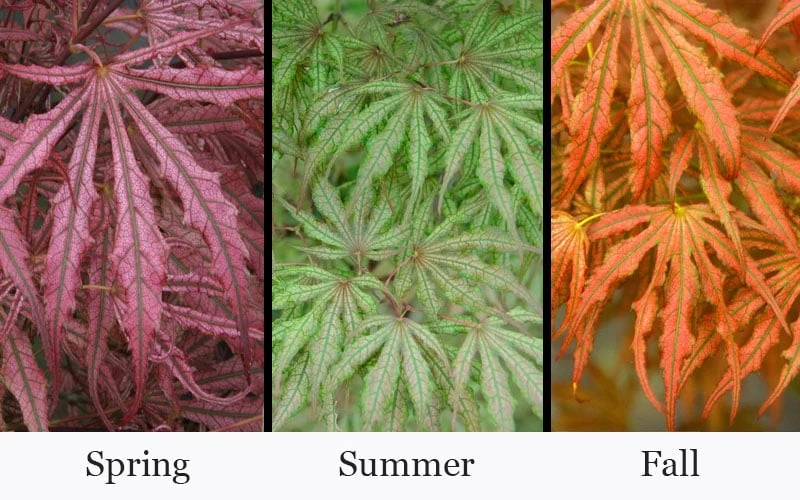 Crescent Moon Japanese Maple (Acer Palmatum 'Mikazuki') - 3 Gallon Pot (5-6') 6 Crescent Moon Japanese Maple (Acer Palmatum 'Mikazuki') - 3 Gallon Pot (5-6') - Image 4