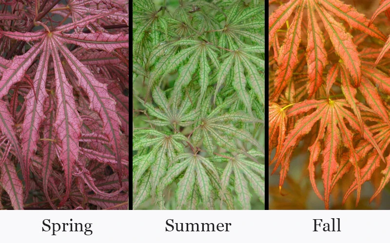 Crescent Moon Japanese Maple (Acer Palmatum 'Mikazuki')- 3 Gallon Pot (5-6') 6 Crescent Moon Japanese Maple (Acer Palmatum 'Mikazuki')- 3 Gallon Pot (5-6') - Image 4