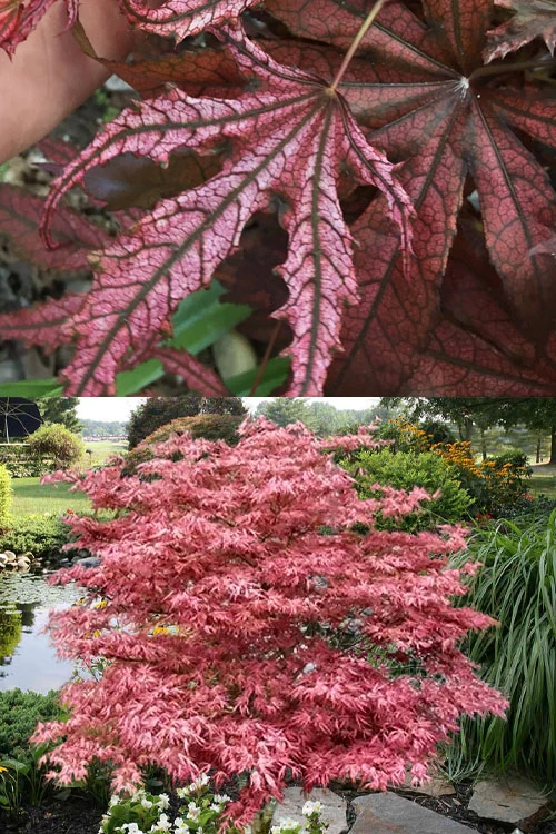 Crescent Moon Japanese Maple (Acer Palmatum 'Mikazuki')- 3 Gallon Pot (5-6') 7 Crescent Moon Japanese Maple (Acer Palmatum 'Mikazuki')- 3 Gallon Pot (5-6') - Image 5