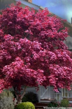 Featured Products 7 Moonfire Japanese Maple - 5 Gallon Pot