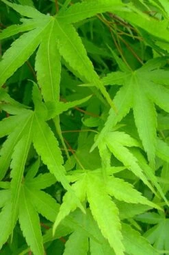 Pine Bark Japanese Maple (Acer Palmatum 'Nishiki Gawa) - 1 Gallon Pot -Wilson Bros Garden acer palmatum nishiki gawa pine bark japanese maple 4 1