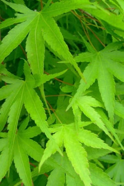 Pine Bark Japanese Maple (Acer Palmatum 'Nishiki Gawa') - 1 Gallon Pot 17 Pine Bark Japanese Maple (Acer Palmatum 'Nishiki Gawa') - 1 Gallon Pot -Wilson Bros Garden acer palmatum nishiki gawa pine bark japanese maple 4 2