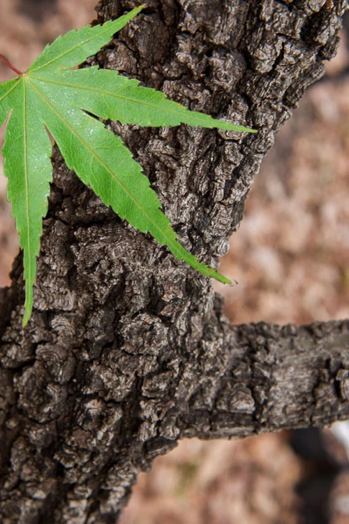 Pine Bark Japanese Maple (Acer Palmatum 'Nishiki Gawa') - 1 Gallon Pot 3 Pine Bark Japanese Maple (Acer Palmatum 'Nishiki Gawa') - 1 Gallon Pot