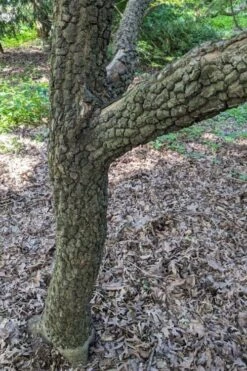 Pine Bark Japanese Maple (Acer Palmatum 'Nishiki Gawa) - 1 Gallon Pot -Wilson Bros Garden acer palmatum nishiki gawa pine bark japanese maple 8 1