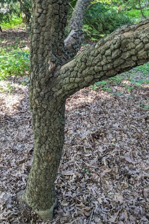Pine Bark Japanese Maple (Acer Palmatum 'Nishiki Gawa') - 1 Gallon Pot 7 Pine Bark Japanese Maple (Acer Palmatum 'Nishiki Gawa') - 1 Gallon Pot - Image 5
