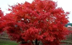 Pine Bark Japanese Maple (Acer Palmatum 'Nishiki Gawa) - 5 Gallon Pot -Wilson Bros Garden acer palmatum nishiki gawa pine bark japanese maple 9 3