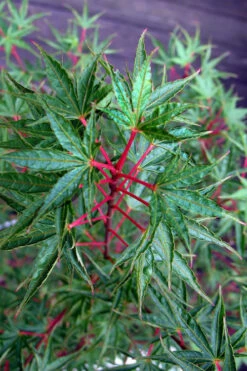 Okushimo Japanese Maple - 7 Gallon Pot (6-7') -Wilson Bros Garden acer palmatum okushimo japanese maple 1