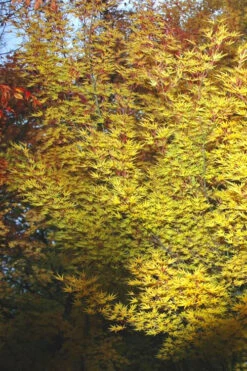 Okushimo Japanese Maple - 7 Gallon Pot (6-7') -Wilson Bros Garden acer palmatum okushimo japanese maple 10