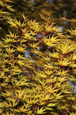Okushimo Japanese Maple - 7 Gallon Pot (6-7') -Wilson Bros Garden acer palmatum okushimo japanese maple 11