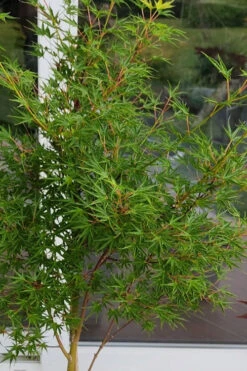Okushimo Japanese Maple - 7 Gallon Pot (6-7') -Wilson Bros Garden acer palmatum okushimo japanese maple 4