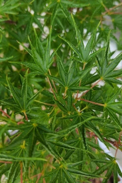 Okushimo Japanese Maple - 7 Gallon Pot (6-7') -Wilson Bros Garden acer palmatum okushimo japanese maple 6