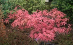 Olsen's Frosted Strawberry Japanese Maple - 3 Gallon Pot (30-36") -Wilson Bros Garden acer palmatum olsens frosted strawberry japanese maple 10