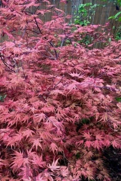 Olsen's Frosted Strawberry Japanese Maple - 1 Gallon Pot 23 Olsen's Frosted Strawberry Japanese Maple - 1 Gallon Pot -Wilson Bros Garden acer palmatum olsens frosted strawberry japanese maple 11 1