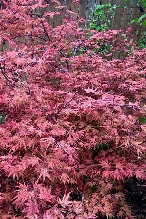Olsen's Frosted Strawberry Japanese Maple - 3 Gallon Pot 8 Olsen's Frosted Strawberry Japanese Maple - 3 Gallon Pot - Image 6