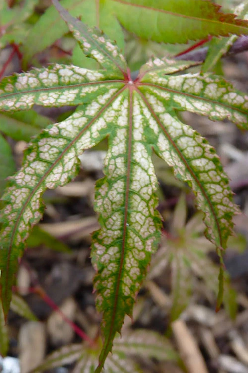 Olsen's Frosted Strawberry Japanese Maple - 1 Gallon Pot 10 Olsen's Frosted Strawberry Japanese Maple - 1 Gallon Pot - Image 8