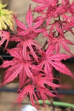 Olsen's Frosted Strawberry Japanese Maple - 3 Gallon Pot 22 Olsen's Frosted Strawberry Japanese Maple - 3 Gallon Pot -Wilson Bros Garden acer palmatum olsens frosted strawberry japanese maple 17 2