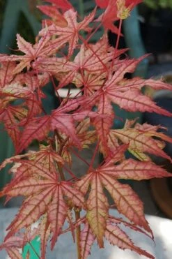 Olsen's Frosted Strawberry Japanese Maple - 3 Gallon Pot 31 Olsen's Frosted Strawberry Japanese Maple - 3 Gallon Pot -Wilson Bros Garden acer palmatum olsens frosted strawberry japanese maple 18 2