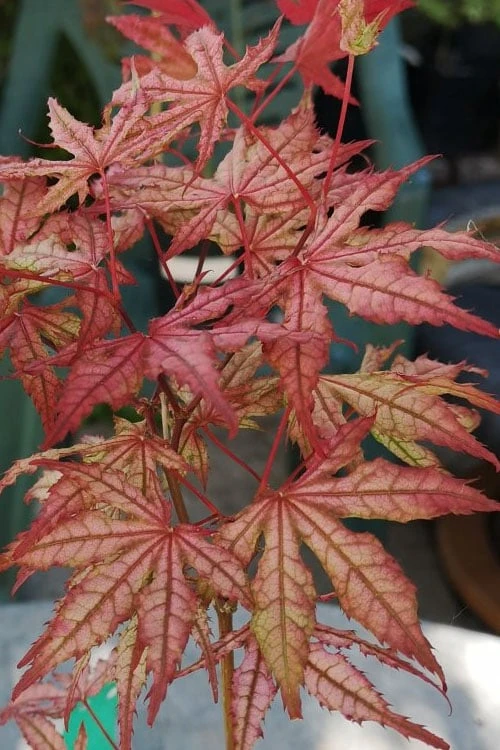 Olsen's Frosted Strawberry Japanese Maple - 3 Gallon Pot 16 Olsen's Frosted Strawberry Japanese Maple - 3 Gallon Pot - Image 14