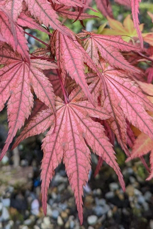 Olsen's Frosted Strawberry Japanese Maple - 1 Gallon Pot 15 Olsen's Frosted Strawberry Japanese Maple - 1 Gallon Pot - Image 13