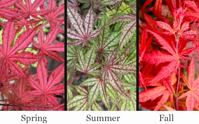 Olsen's Frosted Strawberry Japanese Maple - 1 Gallon Pot 6 Olsen's Frosted Strawberry Japanese Maple - 1 Gallon Pot - Image 4
