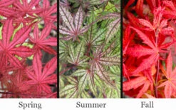 Olsen's Frosted Strawberry Japanese Maple - 3 Gallon Pot (30-36") -Wilson Bros Garden acer palmatum olsens frosted strawberry japanese maple 23