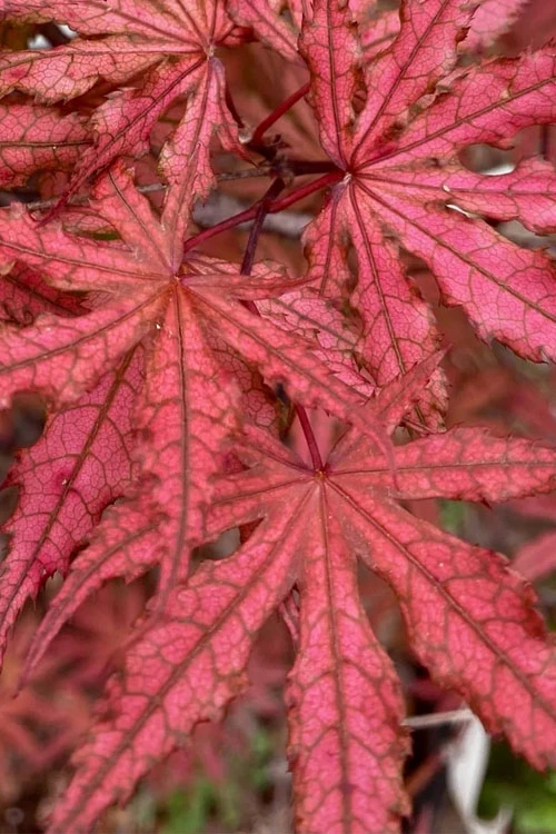 Olsen's Frosted Strawberry Japanese Maple - 1 Gallon Pot 14 Olsen's Frosted Strawberry Japanese Maple - 1 Gallon Pot - Image 12