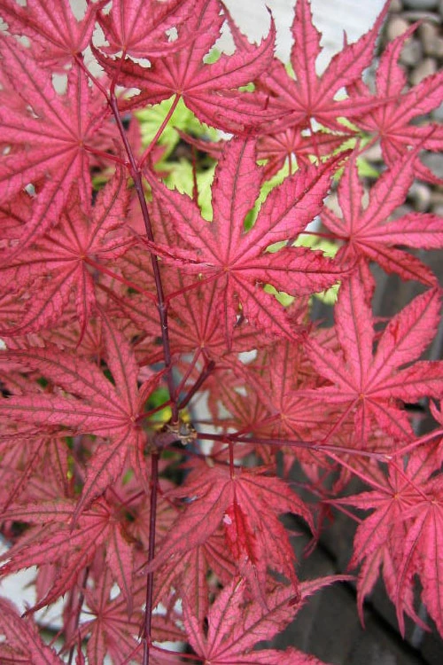 Olsen's Frosted Strawberry Japanese Maple - 1 Gallon Pot 3 Olsen's Frosted Strawberry Japanese Maple - 1 Gallon Pot