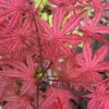 Olsen's Frosted Strawberry Japanese Maple - 3 Gallon Pot (30-36") -Wilson Bros Garden acer palmatum olsens frosted strawberry japanese maple 5