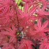 Olsen's Frosted Strawberry Japanese Maple - 3 Gallon Pot -Wilson Bros Garden acer palmatum olsens frosted strawberry japanese maple 5 2