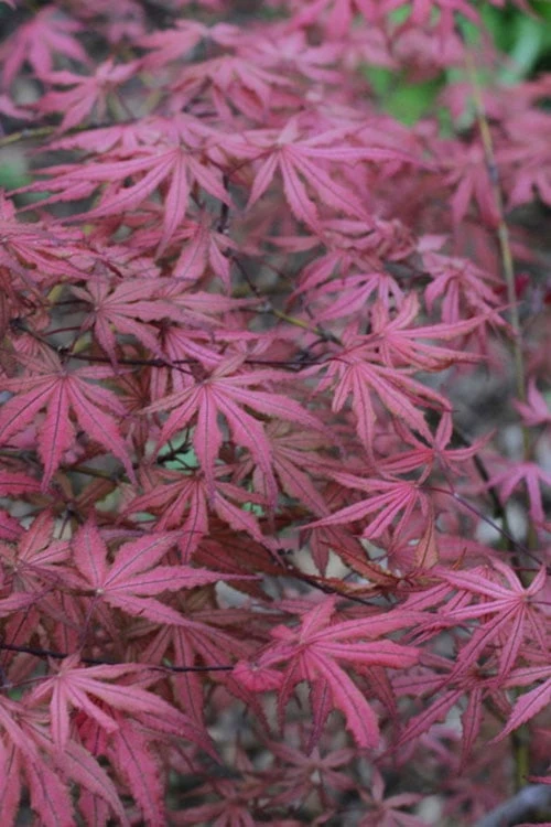 Olsen's Frosted Strawberry Japanese Maple - 3 Gallon Pot 12 Olsen's Frosted Strawberry Japanese Maple - 3 Gallon Pot - Image 10