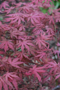 Olsen's Frosted Strawberry Japanese Maple - 3 Gallon Pot (30-36") -Wilson Bros Garden acer palmatum olsens frosted strawberry japanese maple 7