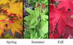 Omato Japanese Maple - 2 Gallon Pot 12 Omato Japanese Maple - 2 Gallon Pot -Wilson Bros Garden acer palmatum omato japanese maple 10