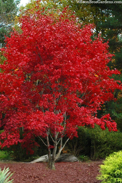 Omato Japanese Maple - 2 Gallon Pot 3 Omato Japanese Maple - 2 Gallon Pot
