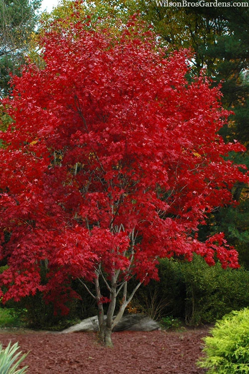 Omato Japanese Maple - 2 Gallon Pot 9 Omato Japanese Maple - 2 Gallon Pot - Image 7