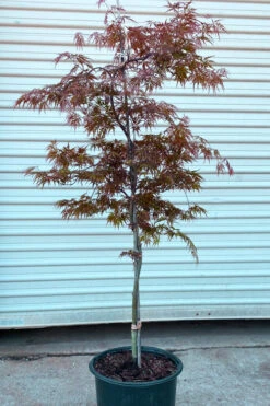 'Orangeola' Weeping Japanese Maple - Spiral Trunk - 3 Gallon Pot -Wilson Bros Garden acer palmatum orangeola spiral form japanese maple 2