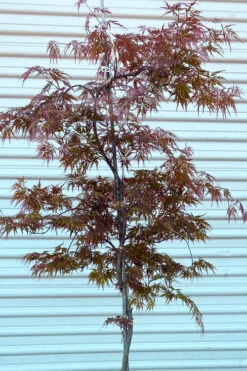 'Orangeola' Weeping Japanese Maple - Spiral Trunk - 3 Gallon Pot -Wilson Bros Garden acer palmatum orangeola spiral trunk japanese maple 1