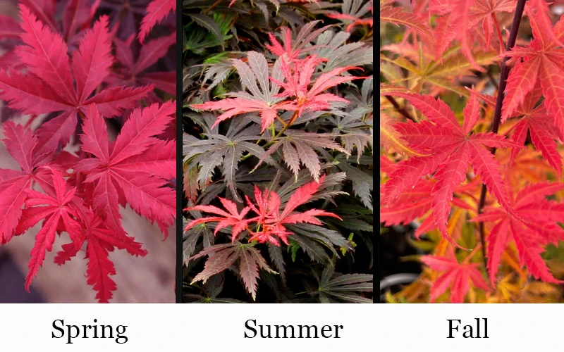 Orion Dwarf Red Japanese Maple - 1 Gallon Pot 7 Orion Dwarf Red Japanese Maple - 1 Gallon Pot - Image 5
