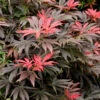 Orion Dwarf Red Japanese Maple - 5 Gallon Pot 1 Orion Dwarf Red Japanese Maple - 5 Gallon Pot -Wilson Bros Garden acer palmatum orion japanese maple 5 1