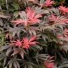 Orion Dwarf Red Japanese Maple - 2 Gallon Pot -Wilson Bros Garden acer palmatum orion japanese maple 5