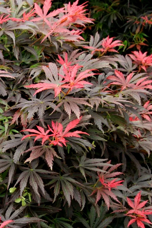 Orion Dwarf Red Japanese Maple - 1 Gallon Pot 3 Orion Dwarf Red Japanese Maple - 1 Gallon Pot