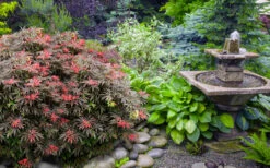 Orion Dwarf Red Japanese Maple - 1 Gallon Pot 13 Orion Dwarf Red Japanese Maple - 1 Gallon Pot -Wilson Bros Garden acer palmatum orion japanese maple 6 2