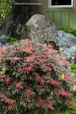 Orion Dwarf Red Japanese Maple - 2 Gallon Pot -Wilson Bros Garden acer palmatum orion japanese maple 7