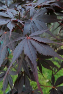 Peve Stanley Japanese Maple - 3 Gallon Pot 15 Peve Stanley Japanese Maple - 3 Gallon Pot -Wilson Bros Garden acer palmatum peve stanley japanese maple 1