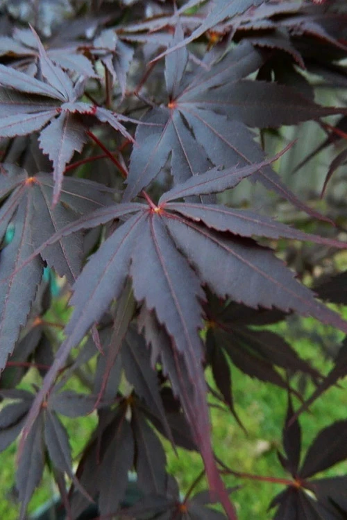 Peve Stanley Japanese Maple - 3 Gallon Pot 9 Peve Stanley Japanese Maple - 3 Gallon Pot - Image 7