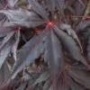 Peve Stanley Japanese Maple - 3 Gallon Pot -Wilson Bros Garden acer palmatum peve stanley japanese maple 2